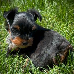 Cory - Black and tan male Yorkshire Terrier puppy in Hastings, Nebraska from Promise Land Pets