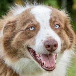 River - Australian Shepherd