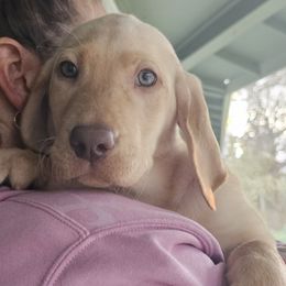 Girl 2 - Yellow Labrador Retriever puppy in Rogue River, Oregon from PNW Labradors