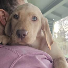Girl 2 - Yellow Labrador Retriever puppy in Rogue River, Oregon from PNW Labradors