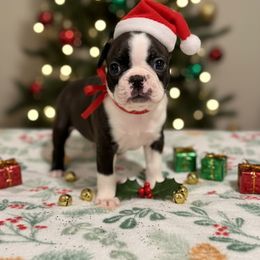 Black brindle with Haggerty spot - Black brindle and white male Boston Terrier puppy in Madera Acres, California from Muggin Bostons Terriers and Mini Dachshund