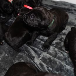 Cane Corso Puppies from Family Corso Kennels