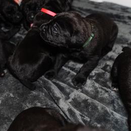 Cane Corso Puppies from Family Corso Kennels