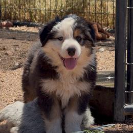 Colt - Black tri male Miniature American Shepherd puppy in Payson, Arizona from Barnhardt Minis