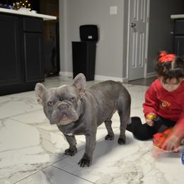 French Bulldog Puppies from House of Wrinkles