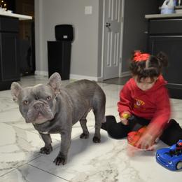 French Bulldog Puppies from House of Wrinkles