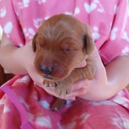 Pink - Dark golden female Golden Retriever puppy in Lanesboro, Minnesota from Eagle Ridge Golden Retrievers