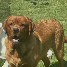 Preacher - Labrador Retriever