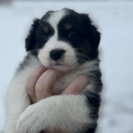 Kevin - Black tri-color male Australian Shepherd puppy in Laotto, Indiana from Circle B working Aussies
