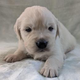 Teal - Light golden female Golden Retriever puppy in Roseburg, Oregon from Unbound Goldens