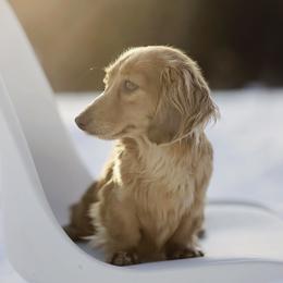 Penny - Dachshund