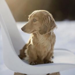 Penny - Dachshund