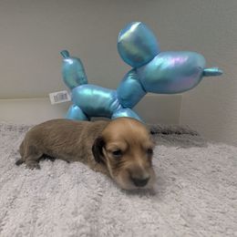 6 shaded cream. - Cream male Dachshund puppy in Central Point, Oregon from MRS Long Dog Ranch