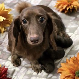 Daisy - Dachshund