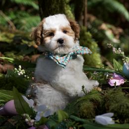 Louie Vuitton - Parti male Maltipoo puppy in Deming, Washington from Heavenly Puppies to Love
