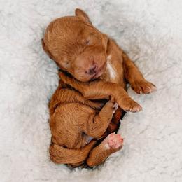 Reba - Red  female Goldendoodle puppy in Iola, Texas from Supreme Doodles of Texas