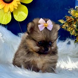 Zlata - Red female Pomeranian puppy in Green Cove Springs, Florida from Natasha's Ark of Joy