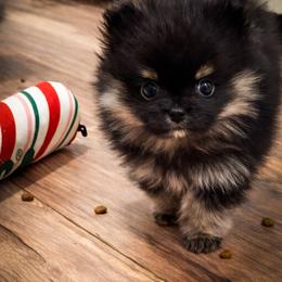 Black and tan male - Black and tan male Pomeranian puppy in Weatherford, Texas from COCO'S POMS AND FRENCHIES