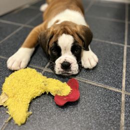 Boxer Puppies from Von Royal Dell’Infinite