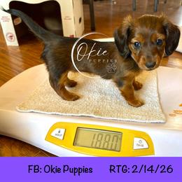 Heather - Sable female Dachshund puppy in Edmond, Oklahoma from Okie Puppies