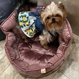 Yorkshire Terrier All Grown Up from Reese's Angelface Yorkies