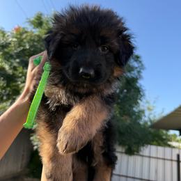 AKC Green Girl - Black and red female German Shepherd puppy in Bakersfield, California from Aguirre Farm