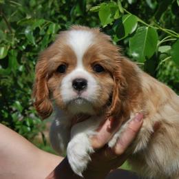 Cavalier King Charles Spaniel Puppies from Halloweentown cavaliers