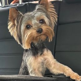 Louie - Yorkshire Terrier