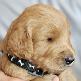 Goldendoodle Puppies from Desert Dream Doodles