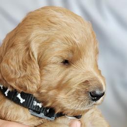 Goldendoodle Puppies from Desert Dream Doodles