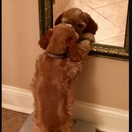 Cocker Spaniel Puppies from Chloe's Cocker Spaniels