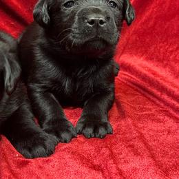 Black Male 1 (on left) - Black male Labrador Retriever puppy in Beaverdam, Virginia from Gold Heart Labradors