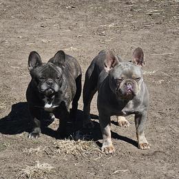 Taco - French Bulldog