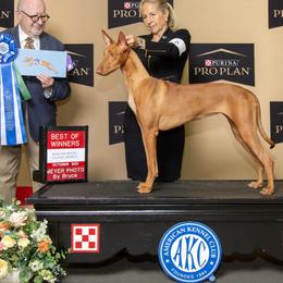 Amira - Pharaoh Hound