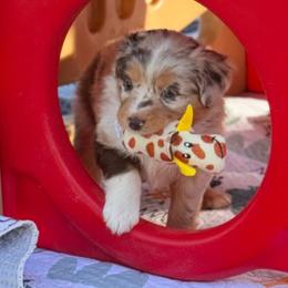 Lady  (Maisie) - Red merle female Australian Shepherd puppy in Ramona, California from Blue Moon Aussies