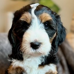 Bernedoodles, Bernese Mountain Dogs, Goldendoodles, and Golden Retrievers from Goldens and Doods of TN