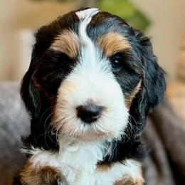 Bernedoodles, Bernese Mountain Dogs, Goldendoodles, and Golden Retrievers from Goldens and Doods of TN