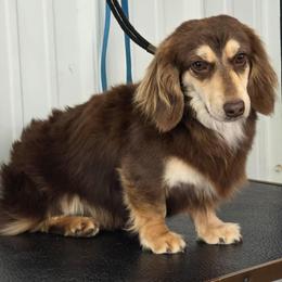 Foster - Dachshund