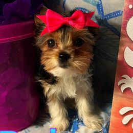 Yorkipoos and Yorkshire Terriers from Louisiana Pets Yorkies and Yorkiepoos