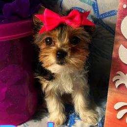 Yorkipoos and Yorkshire Terriers from Louisiana Pets Yorkies and Yorkiepoos