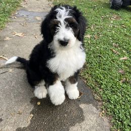 Bernedoodle Puppies from CBKB Bernedoodle’s