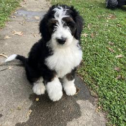 Bernedoodle Puppies from CBKB Bernedoodle’s