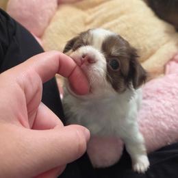 Hank 4300 - Chocolate and white male Chihuahua puppy in Citrus Heights, California from Golden State Chihuahuas