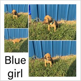 Girl 2 - Red female Bloodhound puppy in Tahlequah, Oklahoma from HNH Hounds