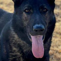 German Shepherd Puppies from Janices AKC German Sheperds LLC