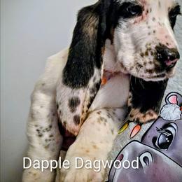 Dapple Dagwood - Black white and brown male Basset Hound puppy in Lexington, Kentucky from Hound Ridge Meadows