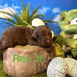 Rex - Chocolate male Labradoodle puppy in Chelan, Washington from North Cascades Doodles