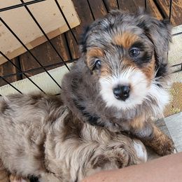 Assorted Doodle Crosses Puppies from Do Wah Diddy Doodles