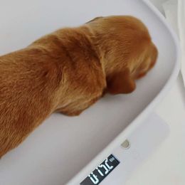 Red Velvet - Dachshund puppy from Heaven Sent Doxies