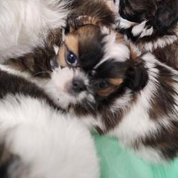 Shih Tzu Puppies from Grandma Ts Precious Puppies